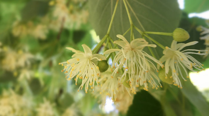 “一花一园一城”宣传片捷克篇——古堡花韵