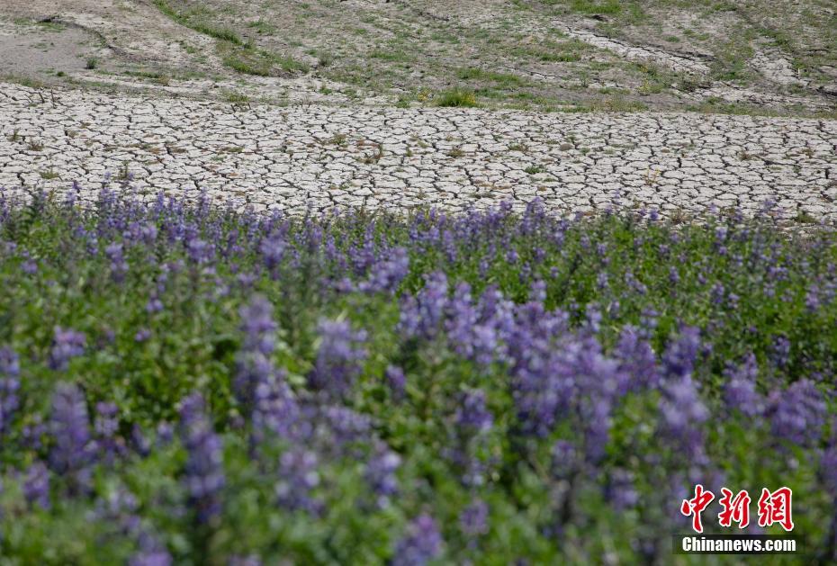 美国西部大片区域遭遇大旱