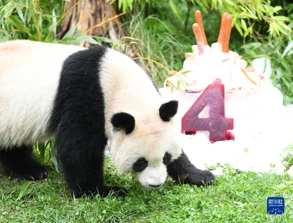 在德国出生大熊猫双胞胎迎来4岁生日