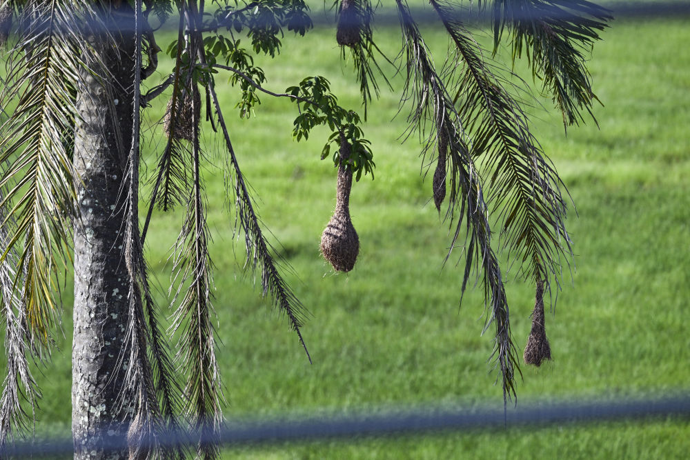 一带一路故事绘|马东铁:一条与自然共生的“绿色脊梁” 一带一路故事绘|马东铁:一条与自然共生的“绿色脊梁”