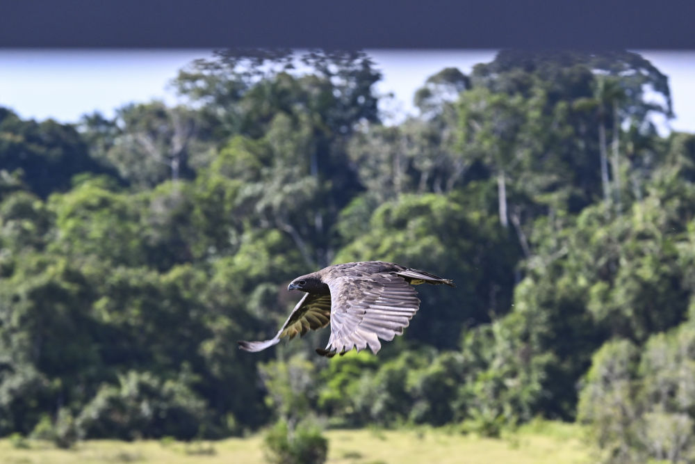 一带一路故事绘|马东铁:一条与自然共生的“绿色脊梁” 一带一路故事绘|马东铁:一条与自然共生的“绿色脊梁”