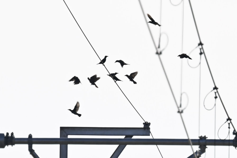 一带一路故事绘|马东铁:一条与自然共生的“绿色脊梁” 一带一路故事绘|马东铁:一条与自然共生的“绿色脊梁”