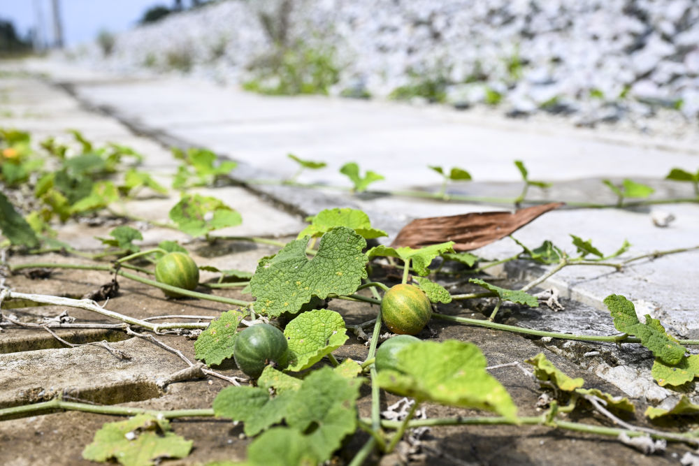 一带一路故事绘|马东铁:一条与自然共生的“绿色脊梁” 一带一路故事绘|马东铁:一条与自然共生的“绿色脊梁”