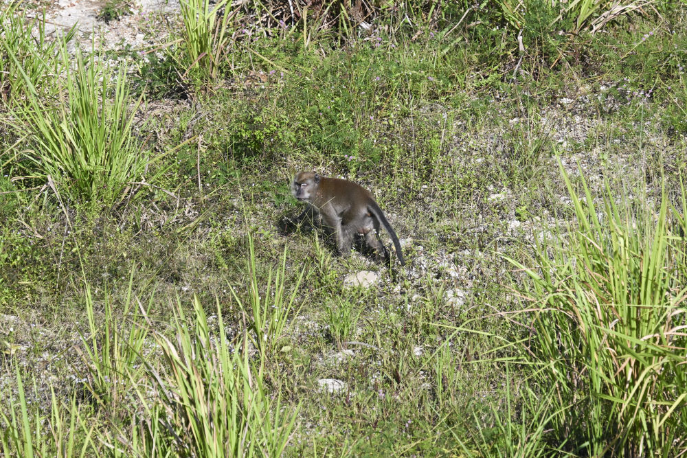 一带一路故事绘|马东铁:一条与自然共生的“绿色脊梁” 一带一路故事绘|马东铁:一条与自然共生的“绿色脊梁”