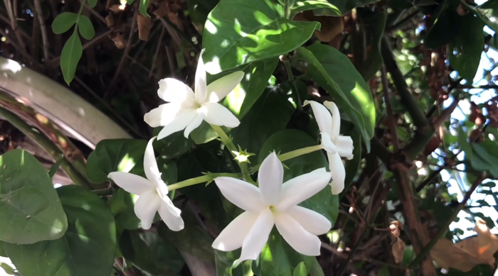 “一花一园一城”宣传片巴基斯坦篇——山花烂漫