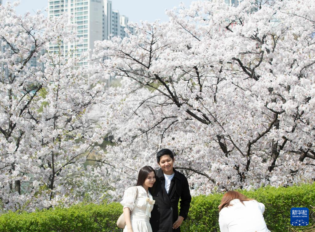 韩国首尔进入樱花季