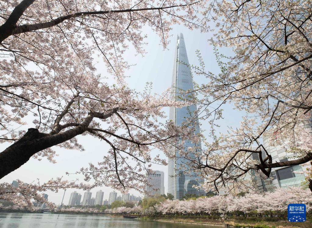 韩国首尔进入樱花季