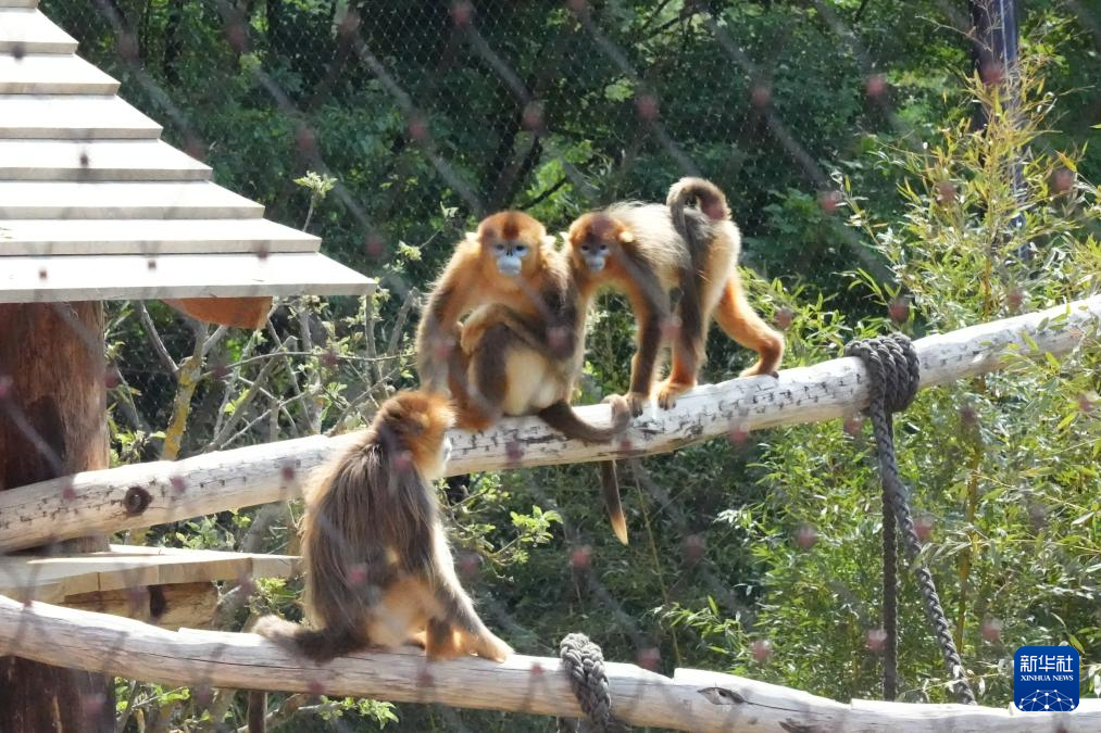 中国金丝猴亮相法国博瓦勒野生动物园