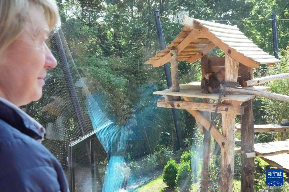 中国金丝猴亮相法国博瓦勒野生动物园