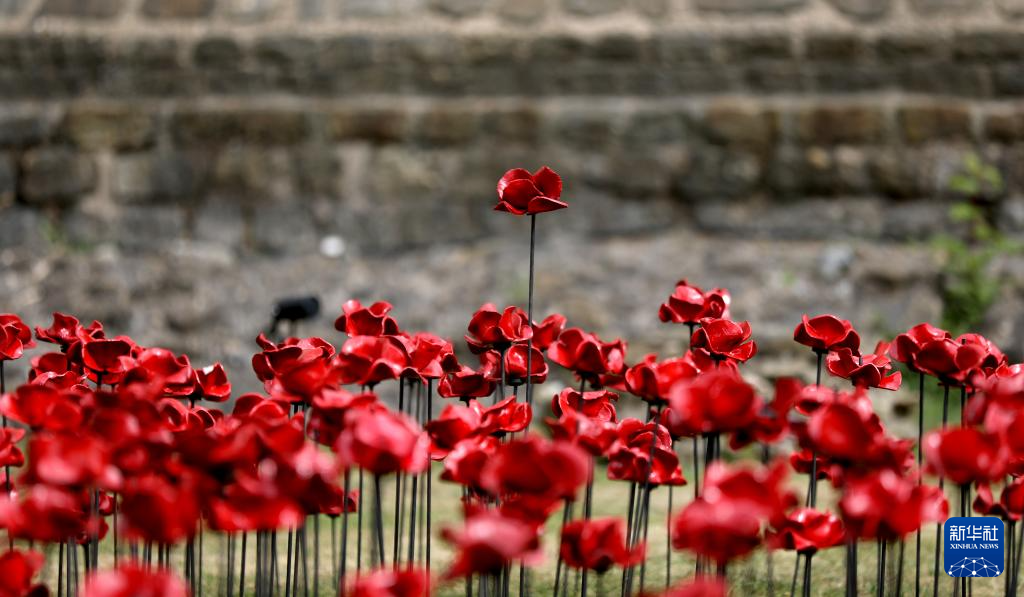 伦敦塔:装置艺术纪念二战停战80周年