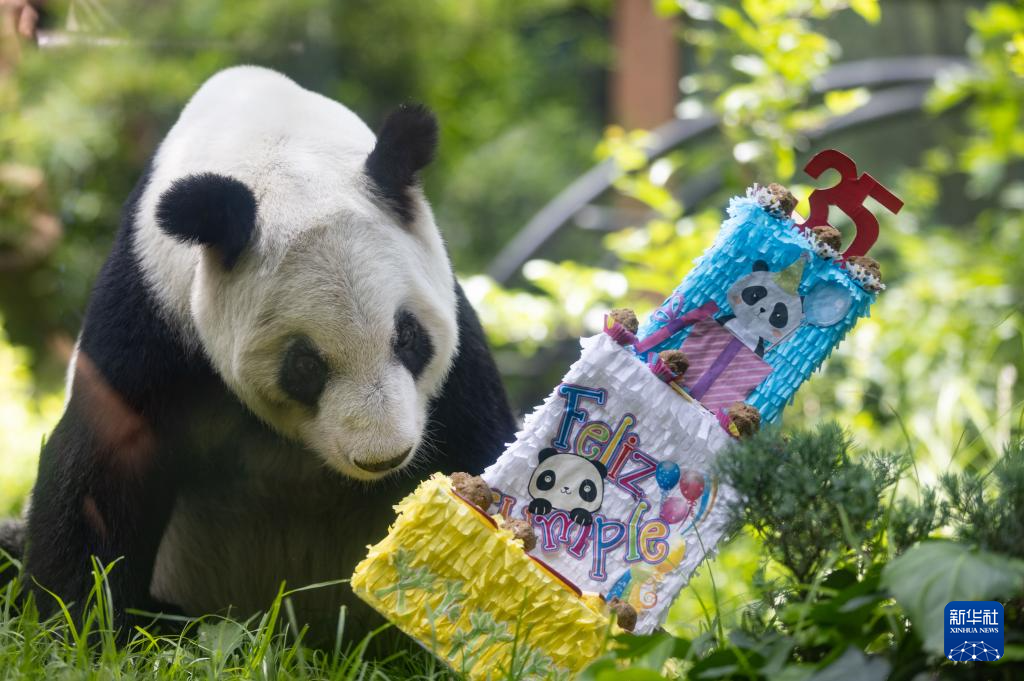 墨西哥举行大熊猫“欣欣”35岁生日庆祝活动