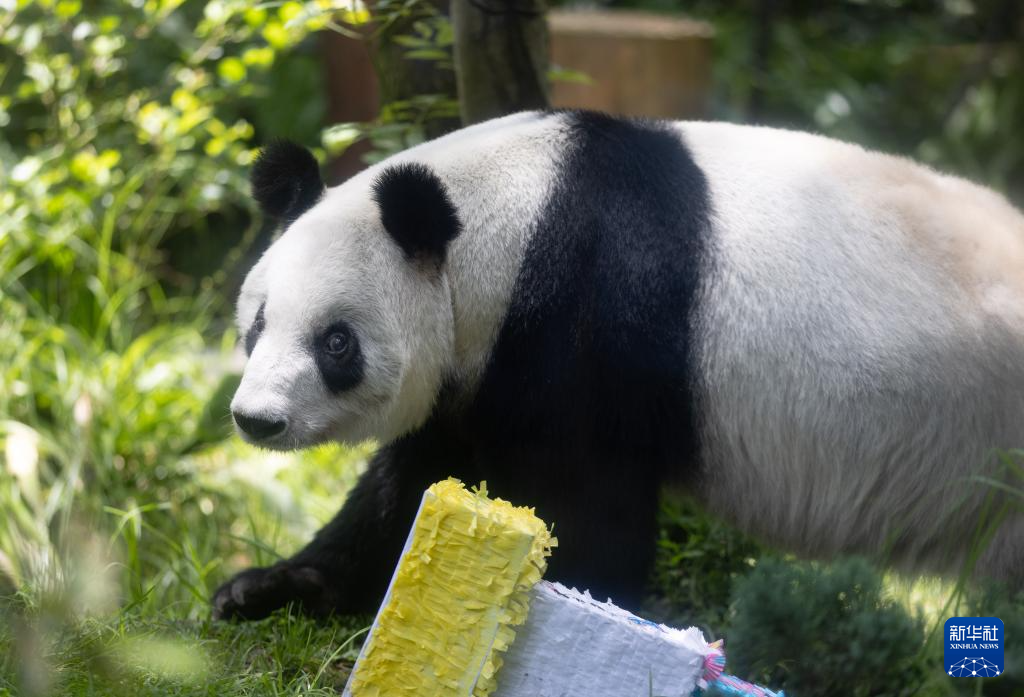 墨西哥举行大熊猫“欣欣”35岁生日庆祝活动