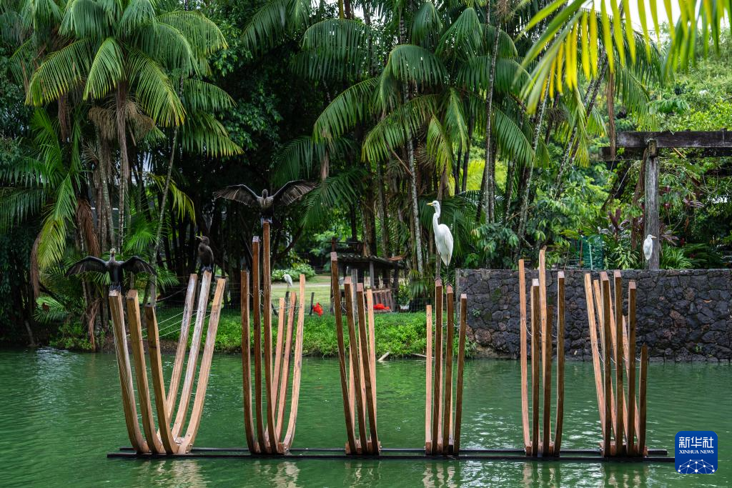 巴西贝伦:“亚马孙之门”的生态魅力
