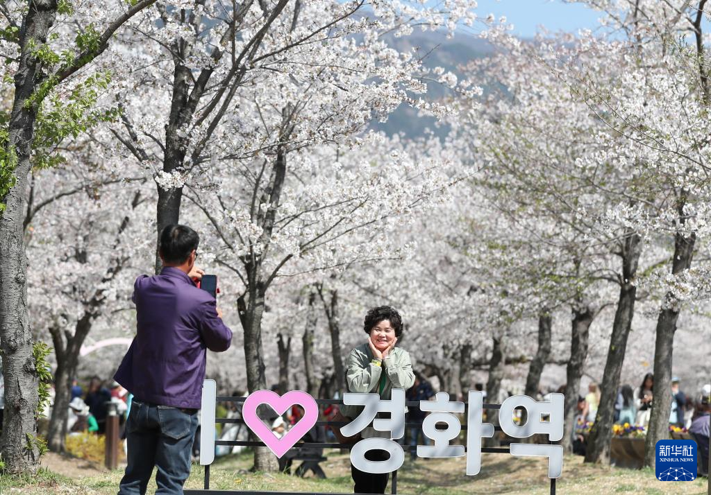 韩国镇海:樱花盛开